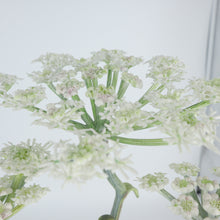 将图片加载到图库查看器,D. Doughty’s British Bird Series