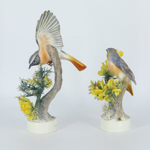 D. Doughty’s British Bird Series